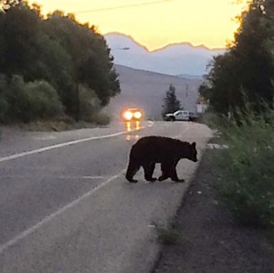 Resident Bear