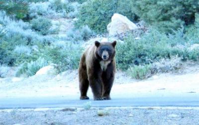 Photo of a bear